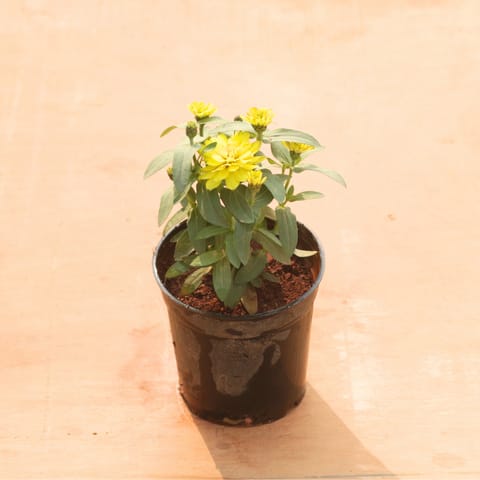 Zinnia Yellow in 5 Inch Nursery Pot