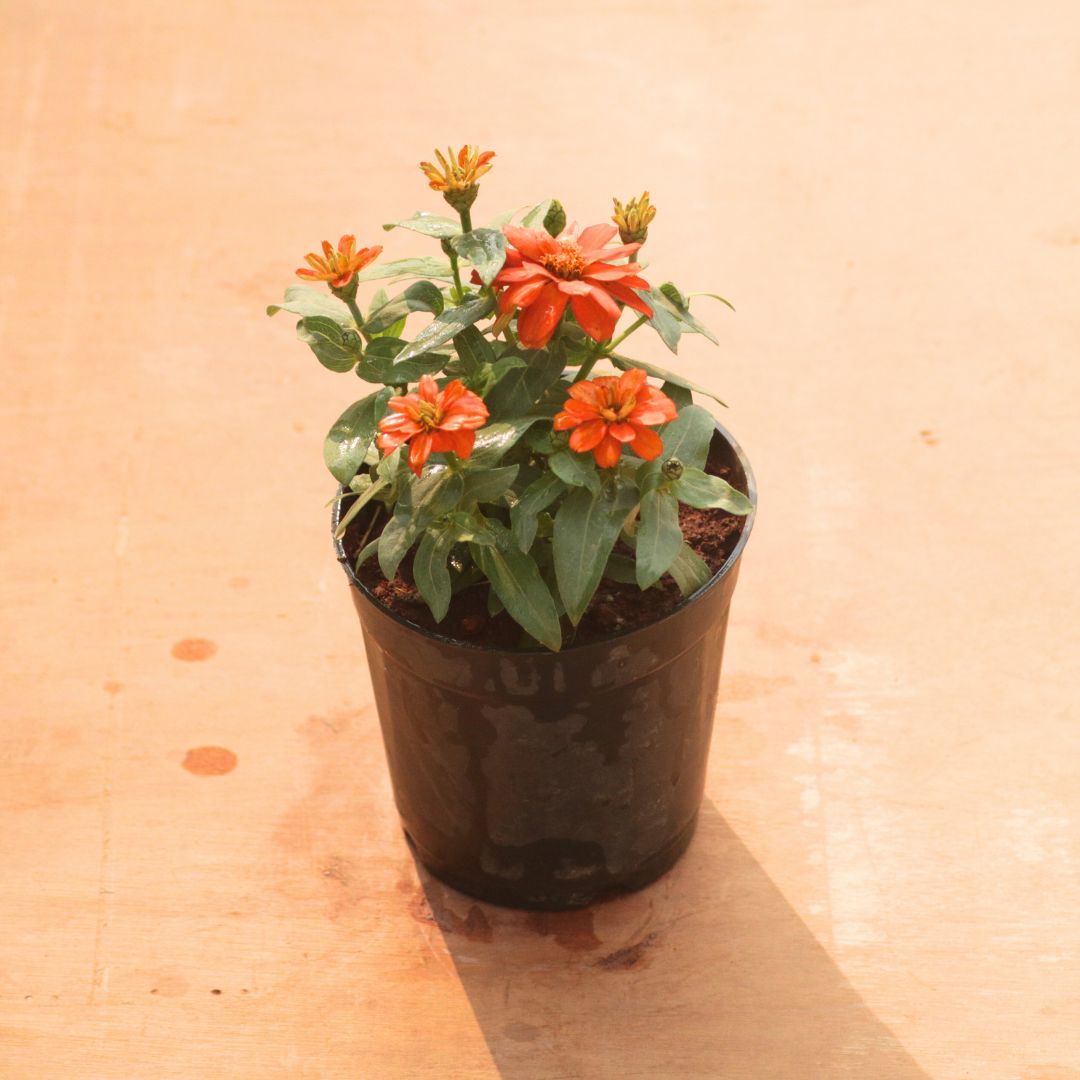 Zinnia Orange in 5 Inch Nursery Pot