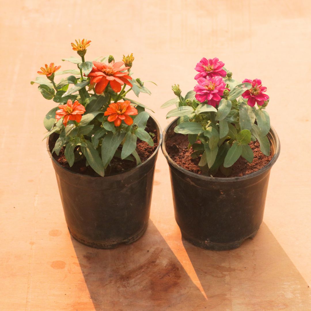 Set of 2 - Zinnia (Pink & Orange) in 5 Inch Nursery Pot