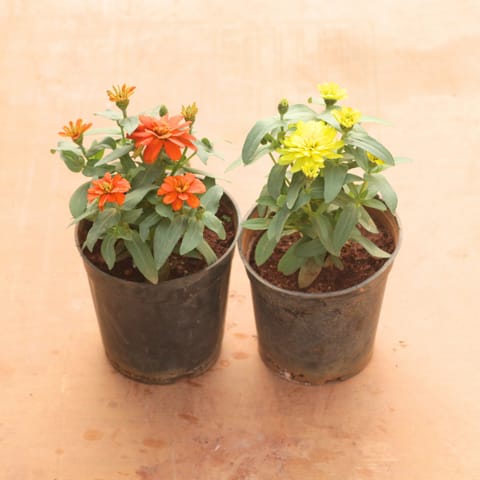Set of 2 - Zinnia (Yellow & Orange) in 5 Inch Nursery Pot