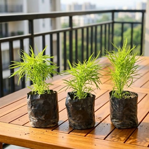 Set of 3 - Kochia in 4 Inch Nursery bag