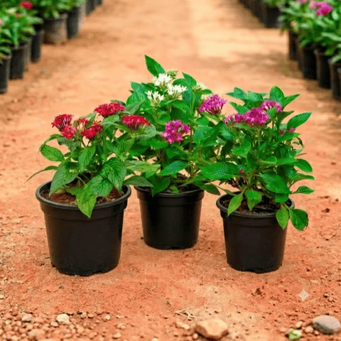 Set of 3 - Pentas (Any Colour) Pune in 4 Inch Nursery Pot