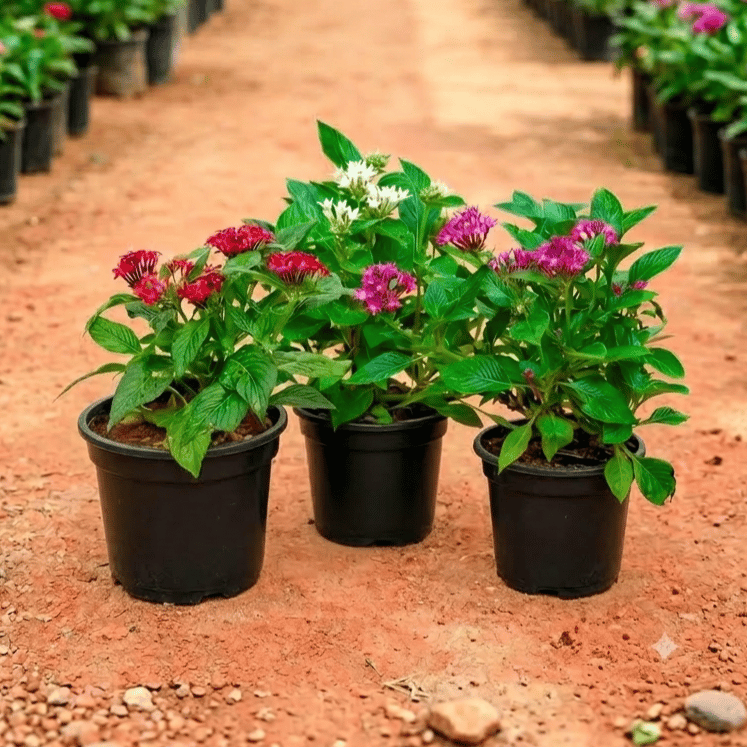 Set of 3 - Pentas (Any Colour) Pune in 4 Inch Nursery Pot
