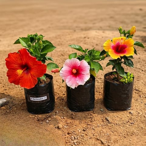 Set of 3 - Hibiscus Dwarf (any colour) in 5 Inch Nursery Bag