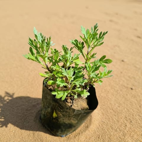 Lavender in 4 Inch Nursery Bag