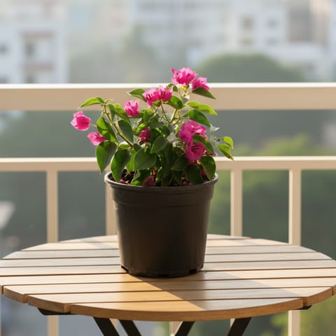 Bougainvillea Pink Dwarf Pune in 5 Inch Nursery Pot