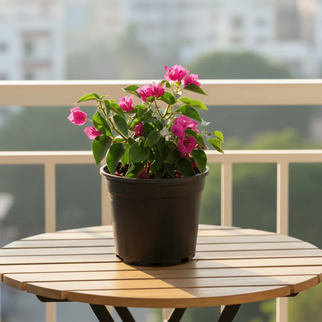 Bougainvillea Pink Dwarf Pune in 5 Inch Nursery Pot
