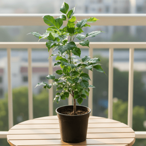 Radermachera / China Doll (~ 2 Ft) in 6 Inch Nursery Pot