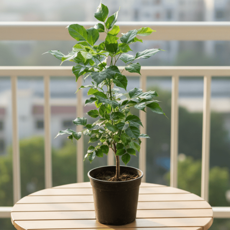 Radermachera / China Doll (~ 2 Ft) in 6 Inch Nursery Pot