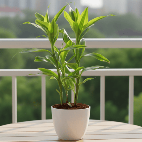 Lucky Bamboo in 4 Inch White Premium Orchid Round Plastic Pot