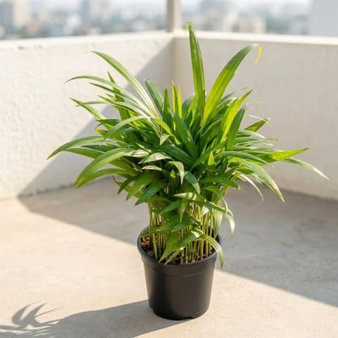 Areca Palm (~ 1 Ft) in 5 Inch Nursery Pot