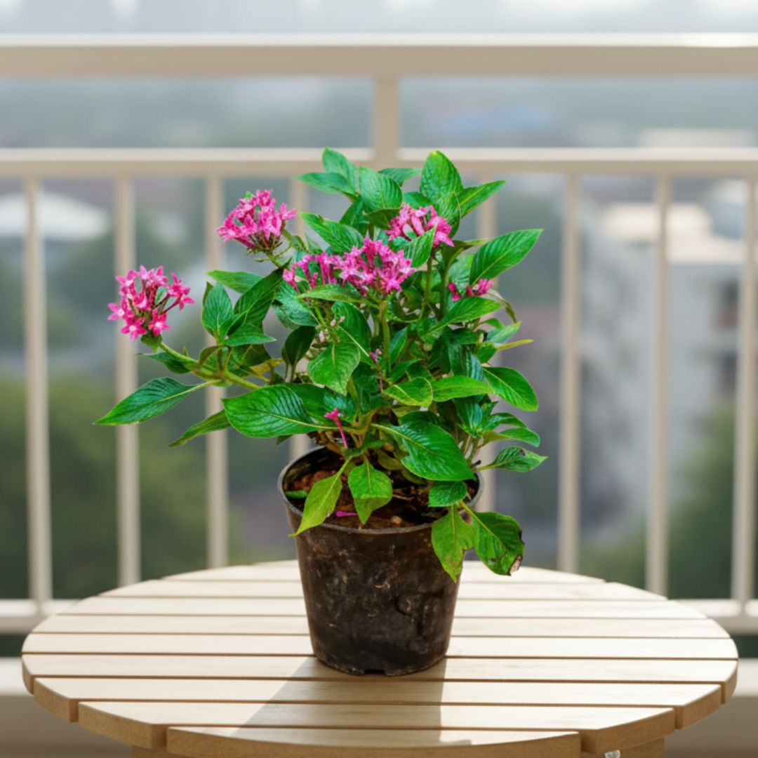 Pentas (any colour) in 5 Inch Nursery Pot