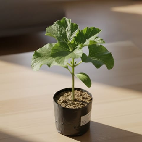 Lauki in 3 Inch Nursery Bag