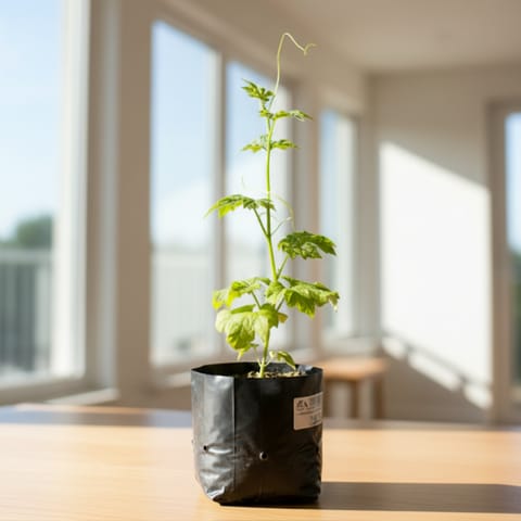 Karela / Bitter Gourd in 3 Inch Nursery Bag