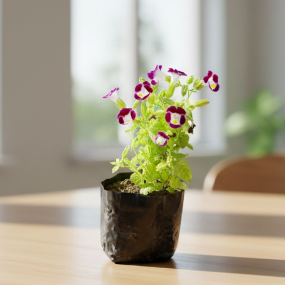 Wishbone / Torenia (Any Colour) in 3 Inch Nursery Bag