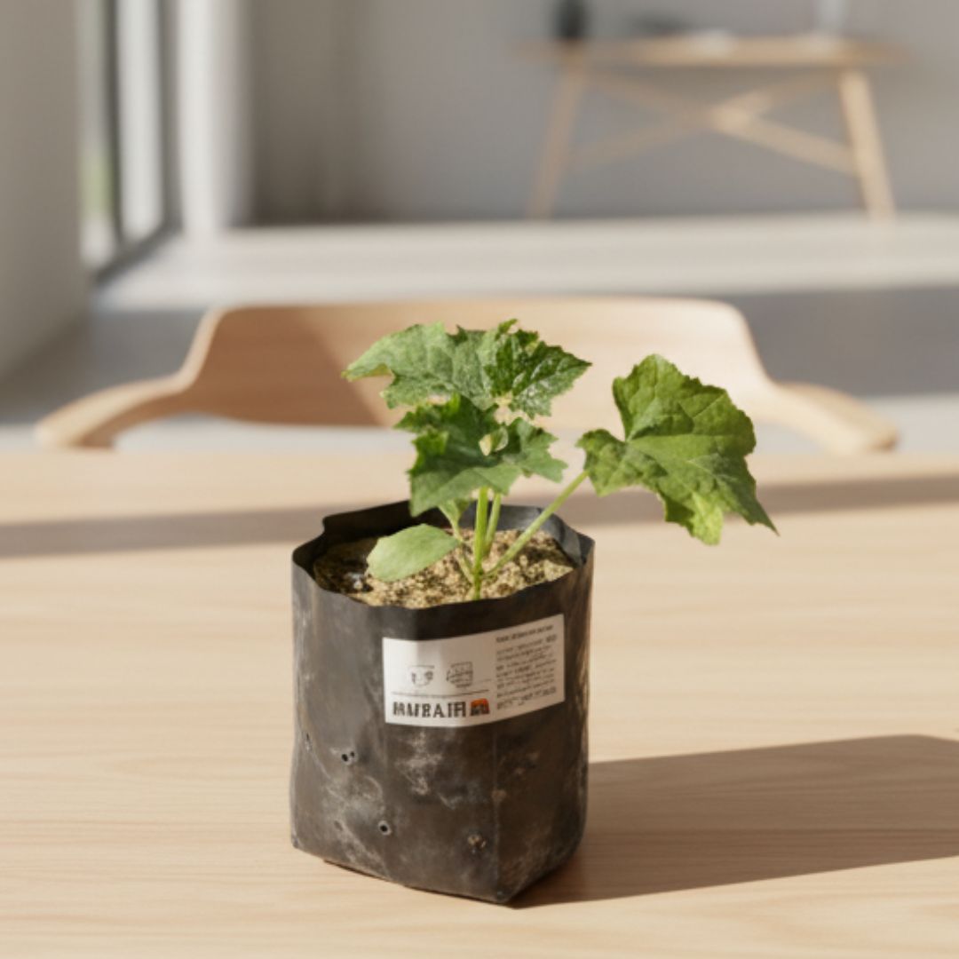 Tori / Sponge Gourd in 3 Inch Nursery Bag