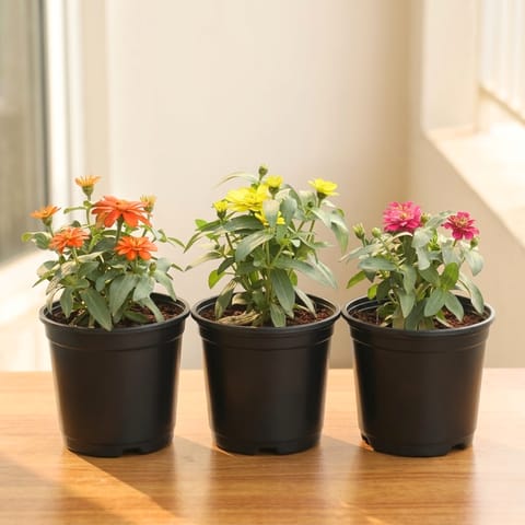 Set of 3 - Zinnia (Pink, Yellow & Orange) in 5 Inch Nursery Pot