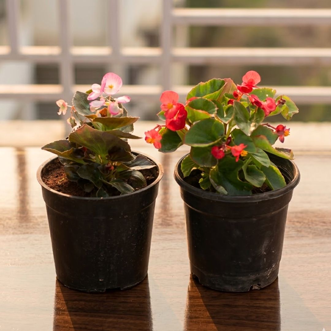 Set of 2 - Begonia (Pink & Red) in 4 Inch Nursery Pot
