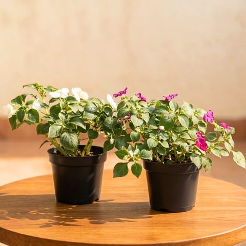 Set of 2 - Balsam (Pink & White) in 5 Inch Nursery Pot