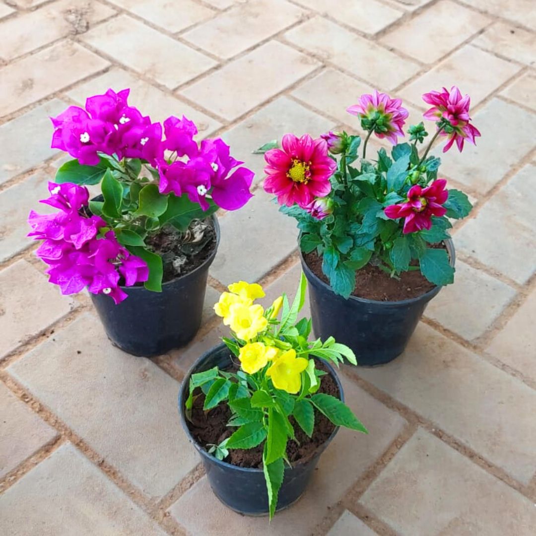 Set of 3 - Bougainvillea Pink, Dahlia (Any Colour) & Tecoma Yellow in 4 Inch Nursery Pot