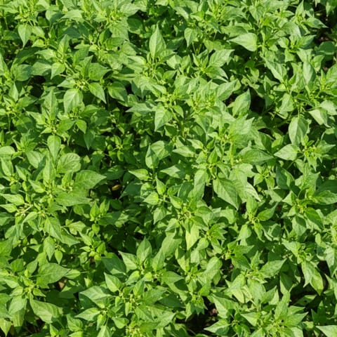 Set of 10 - Chilli / Mirchi Plants in 3 Inch Nursery Bag