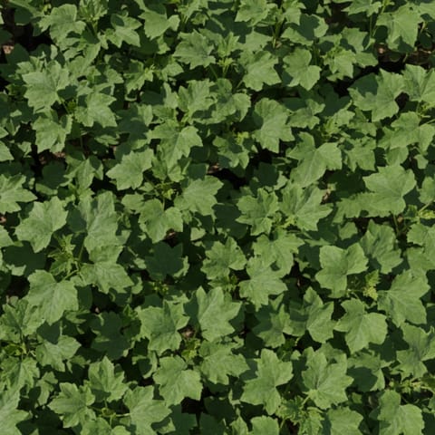 Set of 3 - Tori / Sponge Gourd in 3 Inch Nursery Bag