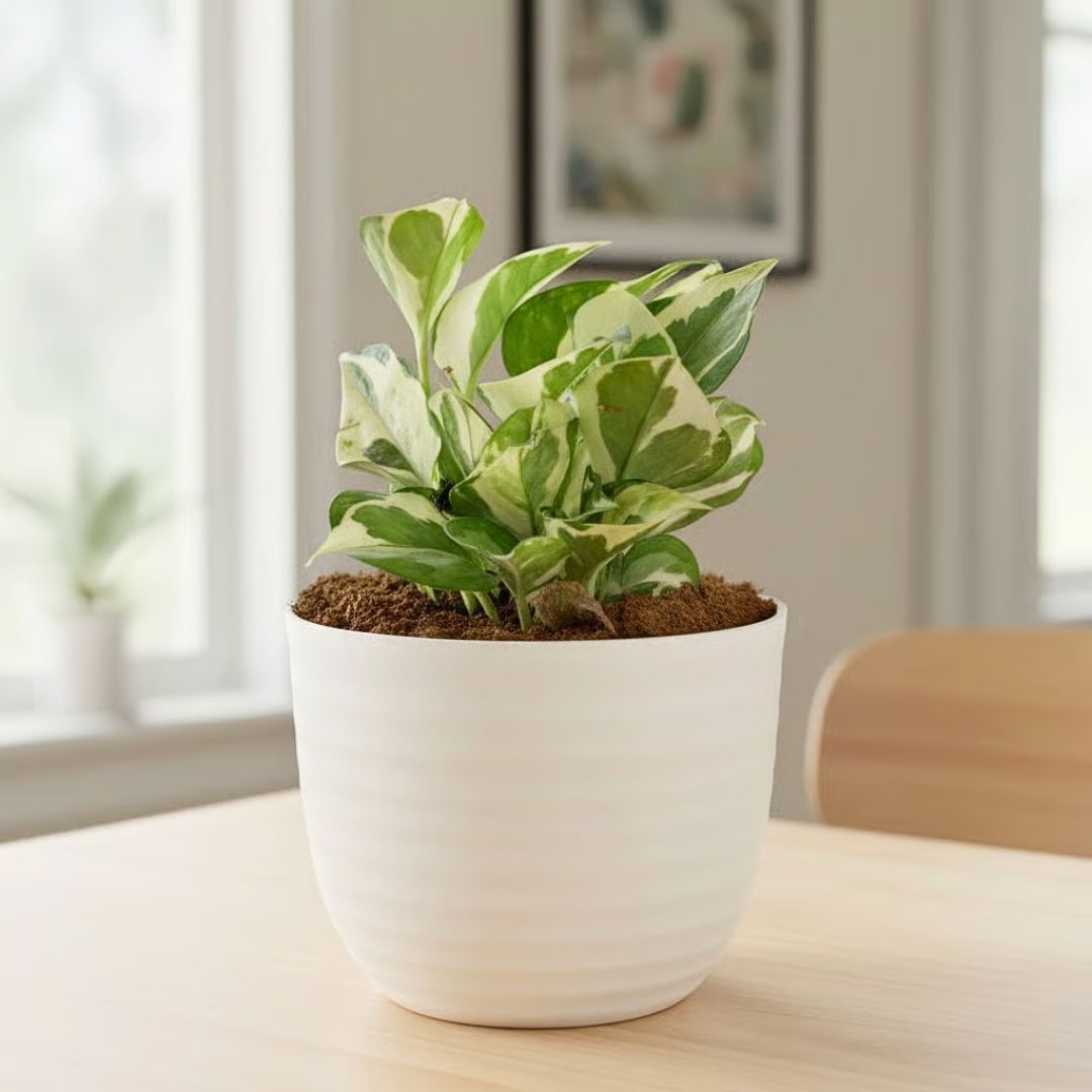 Gift Ready - Money Plant N'Joy in 5 Inch White Avora Premium Plastic Planter