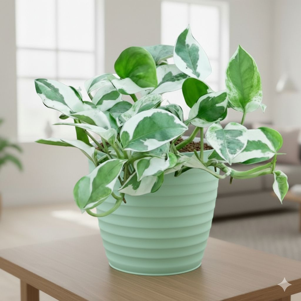 Gift Ready - Money Plant N'Joy in 5 Inch Pastel Green Avora Premium Plastic Planter
