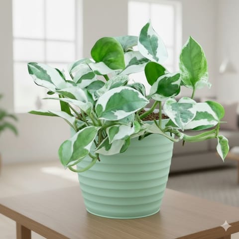 Gift Ready - Money Plant N'Joy in 5 Inch Pastel Green Avora Premium Plastic Planter