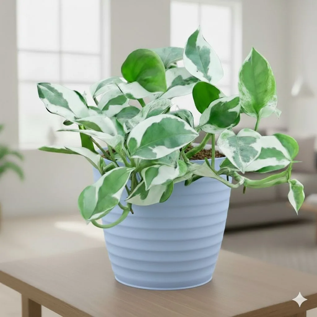 Gift Ready - Money Plant N'Joy in 5 Inch Elvan Blue Avora Premium Plastic Planter
