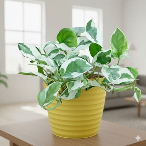 Gift Ready - Money Plant N'Joy in 5 Inch Bloom Yellow Avora Premium Plastic Planter