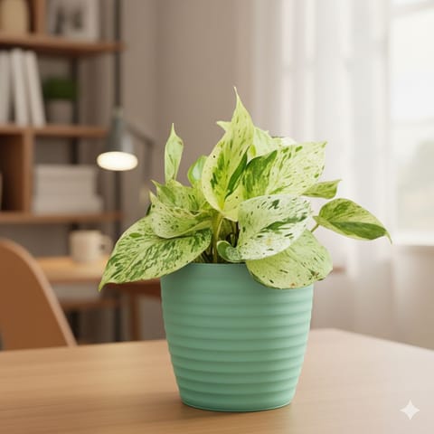 Gift Ready - Money Plant Marble in 5 Inch Pastel Green Avora Premium Plastic Planter