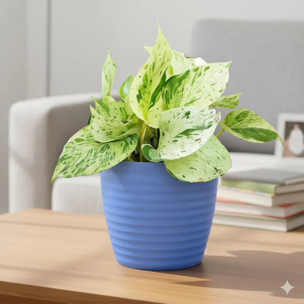 Gift Ready - Money Plant Marble in 5 Inch Elvan Blue Avora Premium Plastic Planter