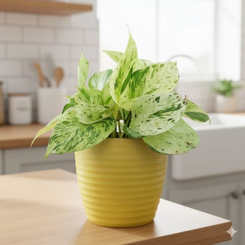 Gift Ready - Money Plant Marble in 5 Inch Live Fresh Plant Bloom Yellow Avora Premium Plastic Planter in Sector 68