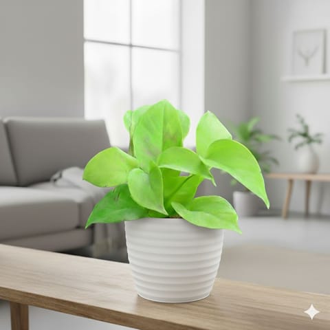 Gift Ready - Money Plant Golden in 5 Inch White Avora Premium Plastic Planter