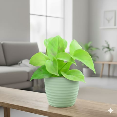 Gift Ready - Money Plant Golden in 5 Inch Pastel Green Avora Premium Plastic Planter