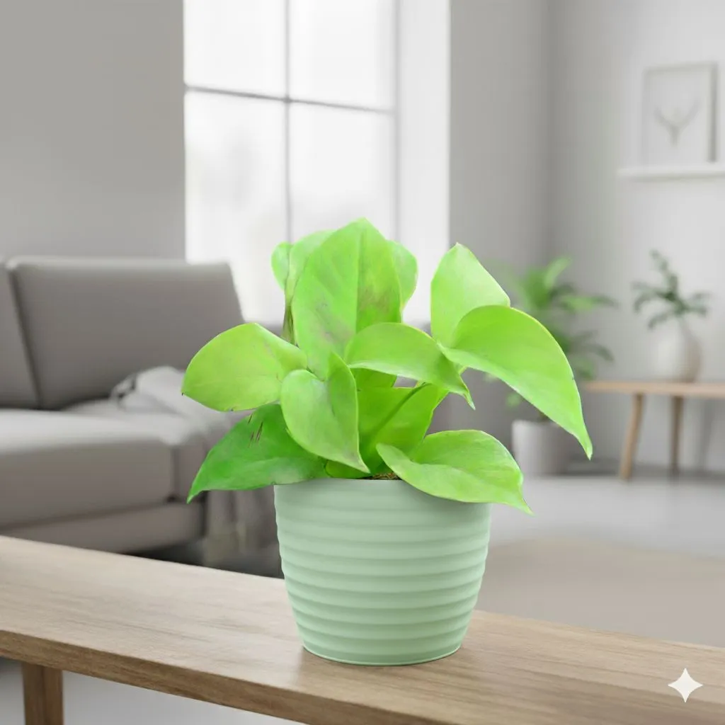 Gift Ready - Money Plant Golden in 5 Inch Pastel Green Avora Premium Plastic Planter