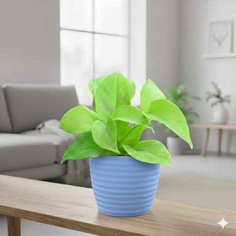 Gift Ready - Money Plant Golden in 5 Inch Elvan Blue Avora Premium Plastic Planter