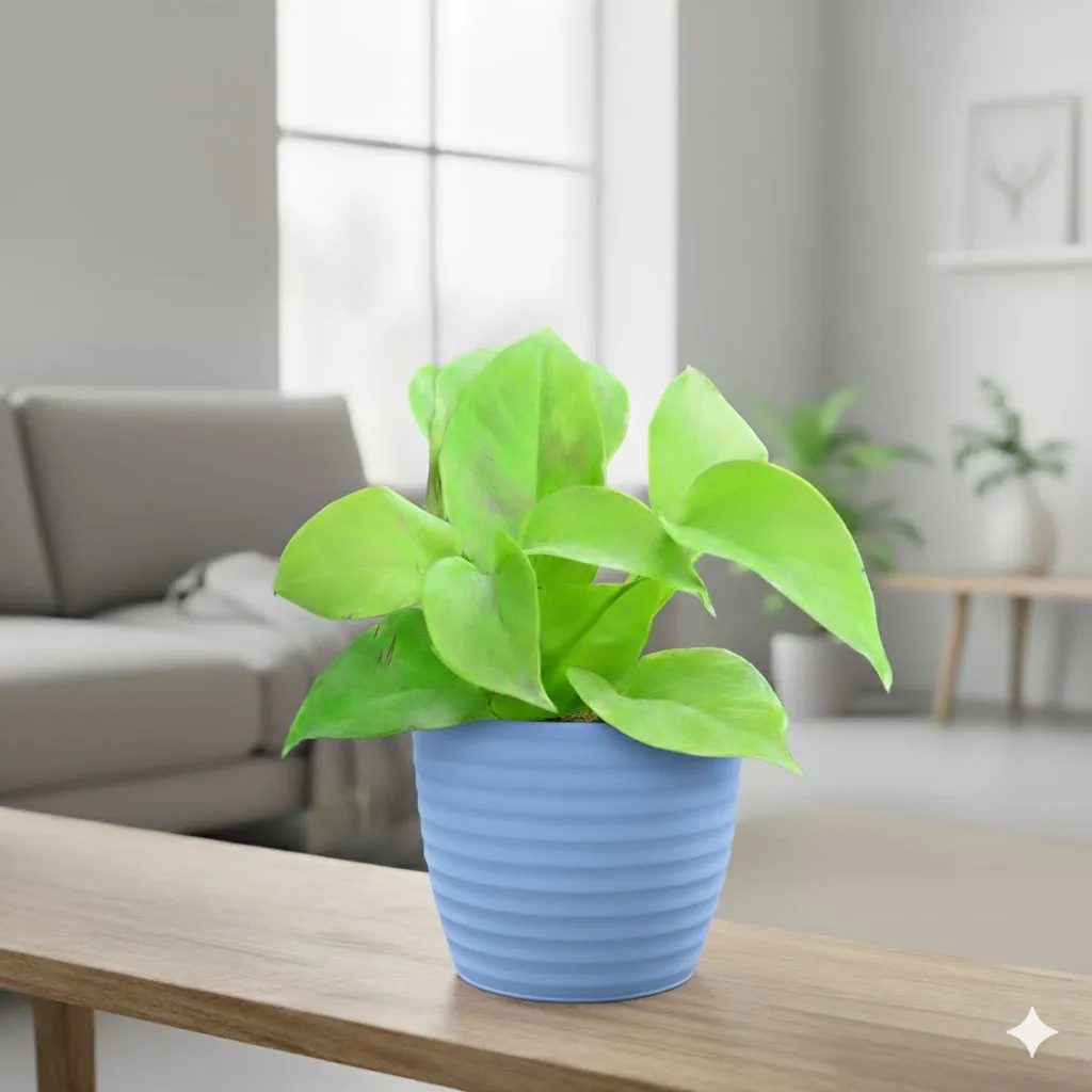 Gift Ready - Money Plant Golden in 5 Inch Elvan Blue Avora Premium Plastic Planter