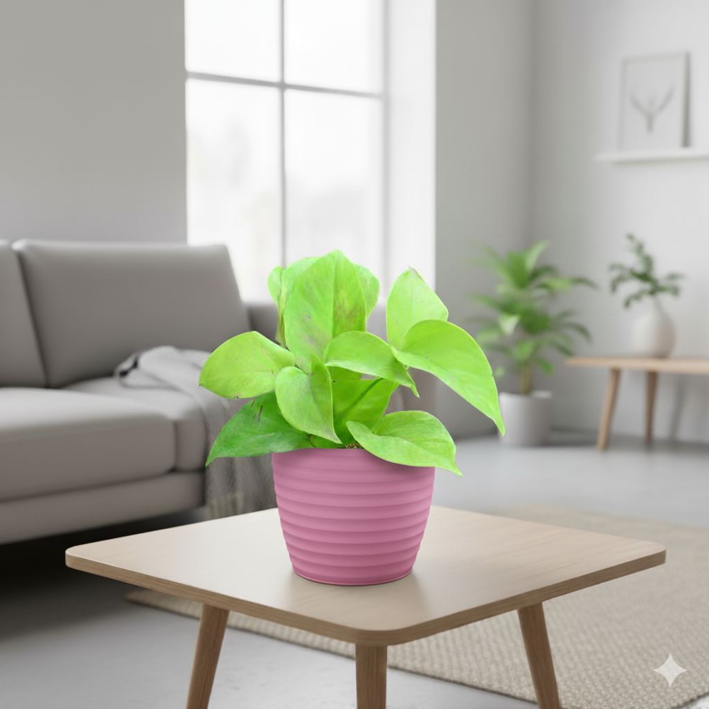 Gift Ready - Money Plant Golden in 5 Inch Candy-Blush Pink Avora Premium Plastic Planter