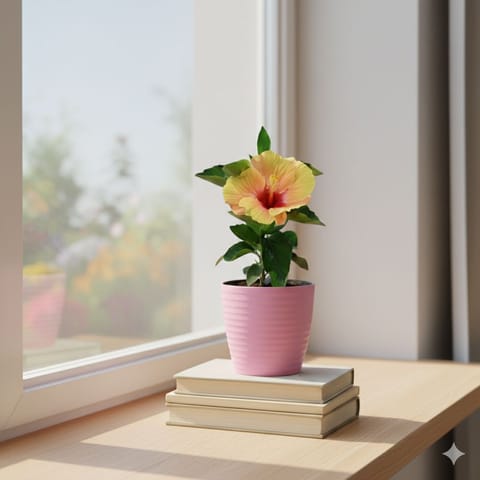 Gift Ready - Hibiscus / Gudhal Dwarf (Any Colour) in 5 Inch Candy-Blush Pink Avora Premium Plastic Planter