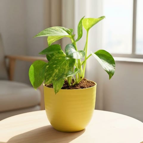 Gift Ready - Money Plant Green in 5 Inch Bloom Yellow Avora Premium Plastic Planter