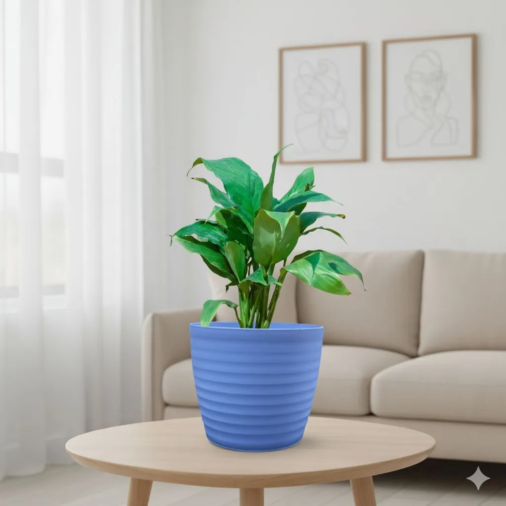 Gift Ready - Peace Lily in 5 Inch Elvan Blue Avora Premium Plastic Planter
