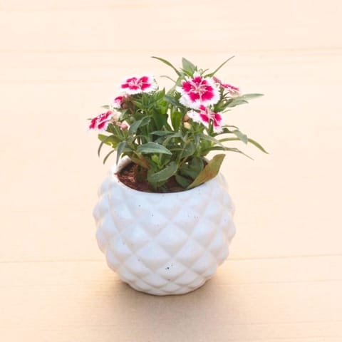 Gift Ready - Dianthus (Any Colour) in 4 Inch Classy White Pineapple Textured Ceramic Pot With a Chic Bag
