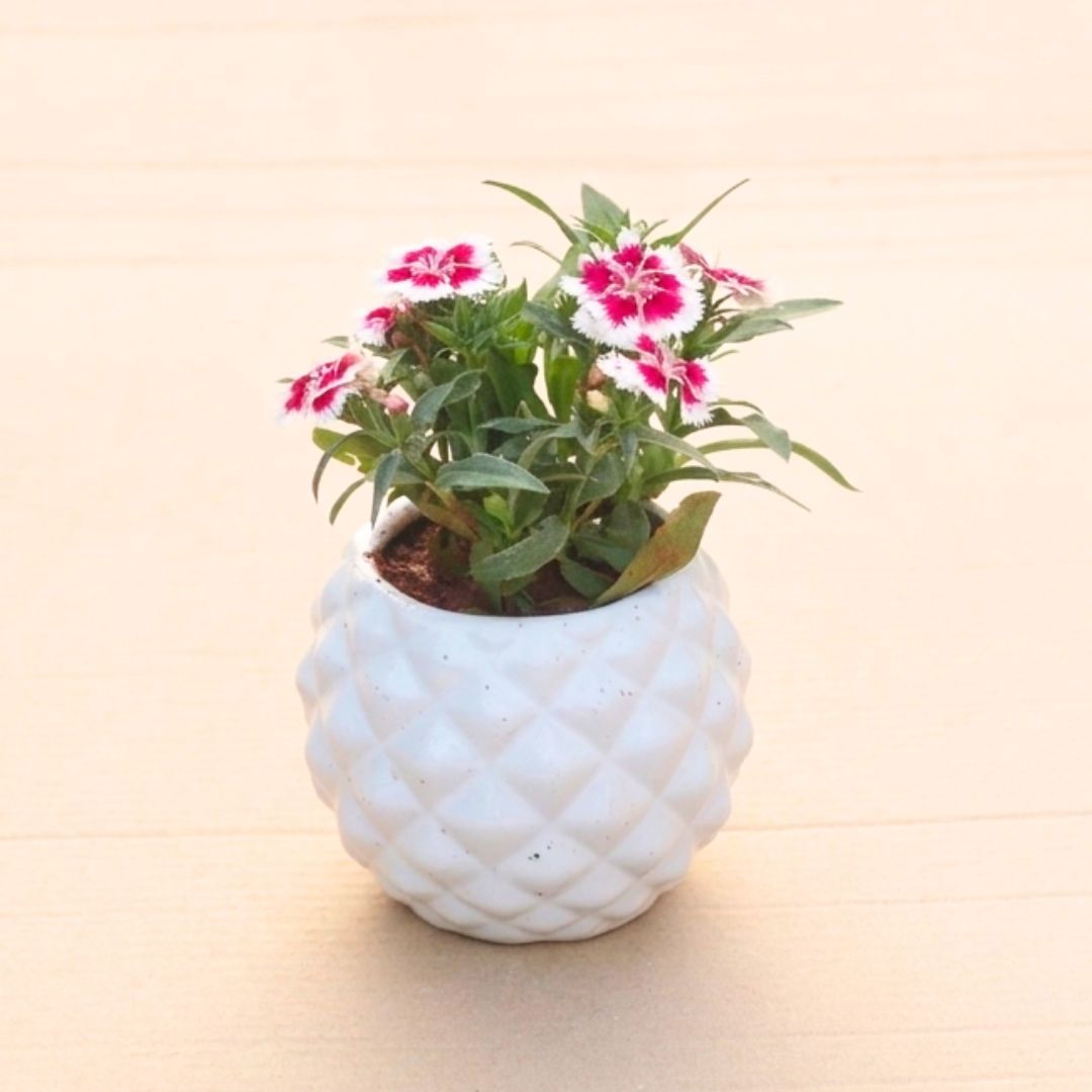 Gift Ready - Dianthus (Any Colour) in 4 Inch Classy White Pineapple Textured Ceramic Pot With a Chic Bag