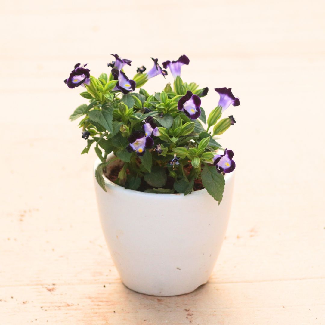 Gift Ready - Wishbone / Torenia Blue in 4 Inch White Classy Cup Ceramic Pot