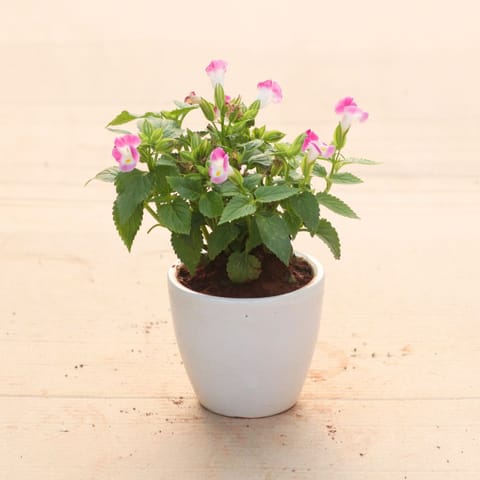 Gift Ready - Wishbone / Torenia Pink in 4 Inch White Classy Cup Ceramic Pot With a Chic Bag