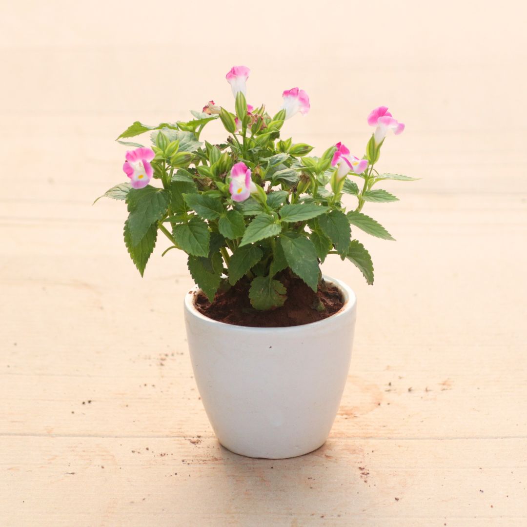 Gift Ready - Wishbone / Torenia Pink in 4 Inch White Classy Cup Ceramic Pot With a Chic Bag