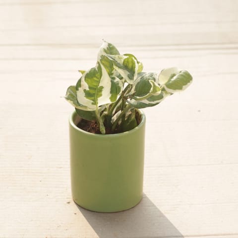 Gift Ready - Money Plant N'Joy in 4 Inch Green Classy Cylindrical Ceramic Pot