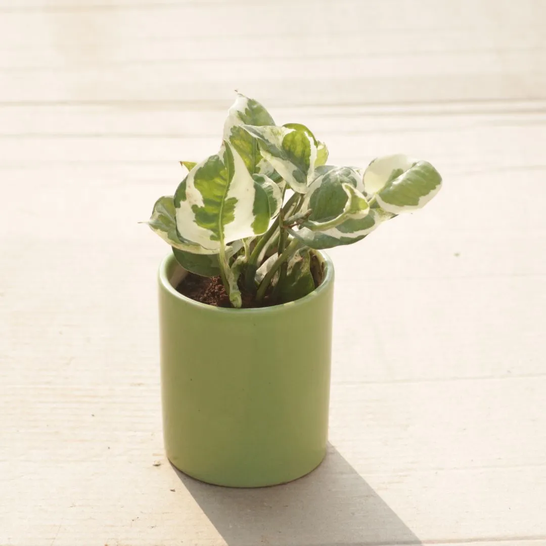 Gift Ready - Money Plant N'Joy in 4 Inch Green Classy Cylindrical Ceramic Pot
